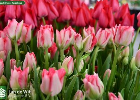 Tulipa Princess Angelique (3)
