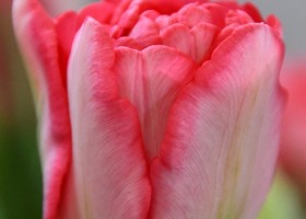 Tulipa Princess Angelique (4)