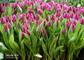 Tulipa Purple Prince (2)