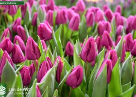 Tulipa Purple Prince (3)