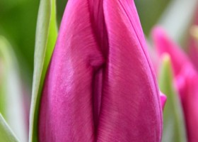 Tulipa Purple Prince (4)