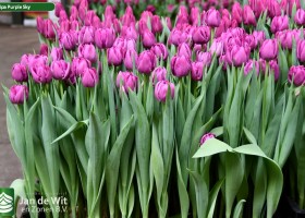 Tulipa Purple Sky (2)