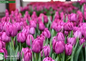 Tulipa Purple Sky (3)