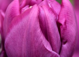 Tulipa Purple Sky (4)