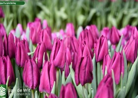 Tulipa Purple Valley (3)