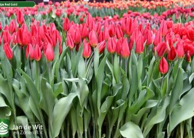 Tulipa Red Gold (2)
