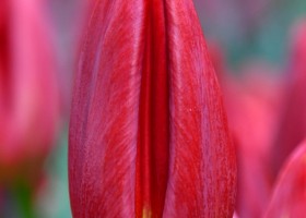 Tulipa Red Gold (4)