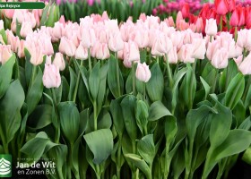 Tulipa Rejoyce (2)