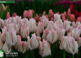 Tulipa Rejoyce (3)