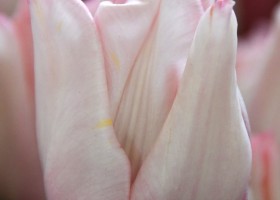 Tulipa Rejoyce (4)