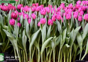 Tulipa Respectable (2)