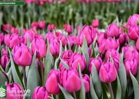 Tulipa Respectable (3)