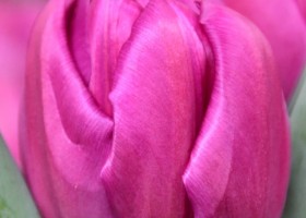 Tulipa Respectable (4)