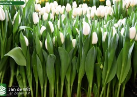 Tulipa Richarda (2)