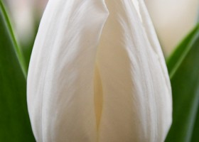 Tulipa Richarda (4)