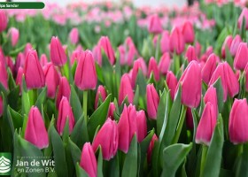 Tulipa Sandor (3)