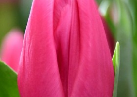 Tulipa Sandor (4)
