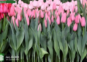 Tulipa Sanne (2)