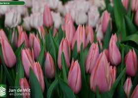 Tulipa Sanne (3)