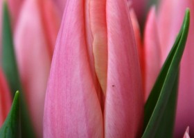 Tulipa Sanne (4)