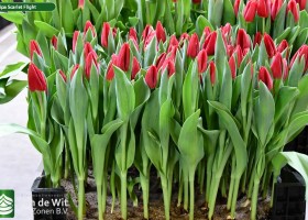 Tulipa Scarlet Flight (2)