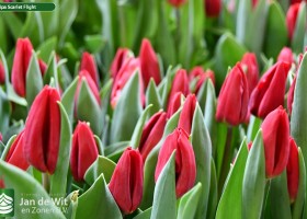 Tulipa Scarlet Flight (3)