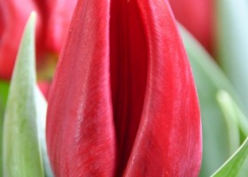 Tulipa Scarlet Flight (4)
