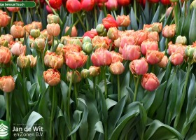 Tulipa Sensual Touch (2)