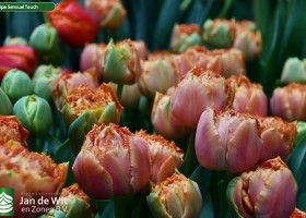 Tulipa Sensual Touch (3)