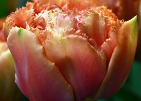 Tulipa Sensual Touch (4)