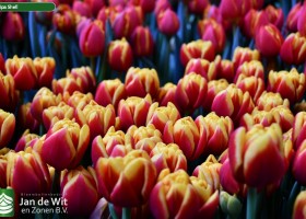 JdW Tulip Event 2021 assortment