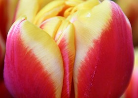 Tulipa Shell (4)