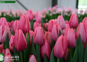 Tulipa Sissi (3)