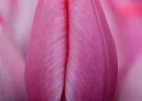Tulipa Sissi (4)