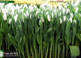 Tulipa Snow Lady (2)