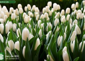 Tulipa Snow Lady (3)