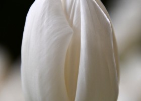 Tulipa Snow Lady (4)