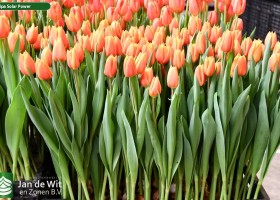 Tulipa Solar Power (2)