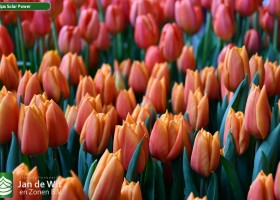 Tulipa Solar Power (3)