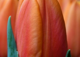 Tulipa Solar Power (4)