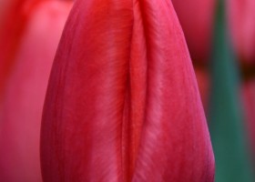 Tulipa Speed Date (4)