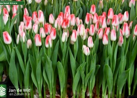 Tulipa Sweet Simone (2)