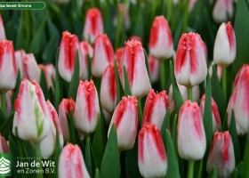 Tulipa Sweet Simone (3)