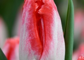 Tulipa Sweet Simone (4)