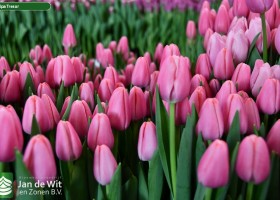 Tulipa Tresor (3)