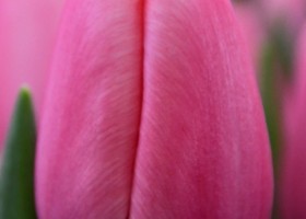 Tulipa Tresor (4)