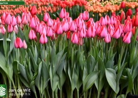 Tulipa Trick (2)