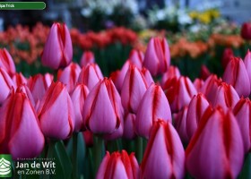 Tulipa Trick (3)