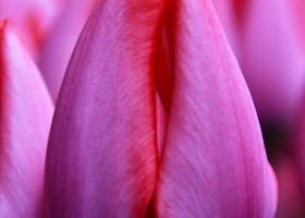 Tulipa Trick (4)