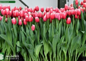 Tulipa Universum (2)